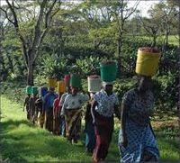 Kilimanjaro Kaffeefarm Spengler Bio Naturr&ouml;sterei