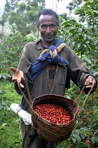 Rain Forest Waldkaffee &Auml;thopien Ernte Spengler Bio Fair Kaffeer&ouml;sterei Bio Espresso Bio Kaffee